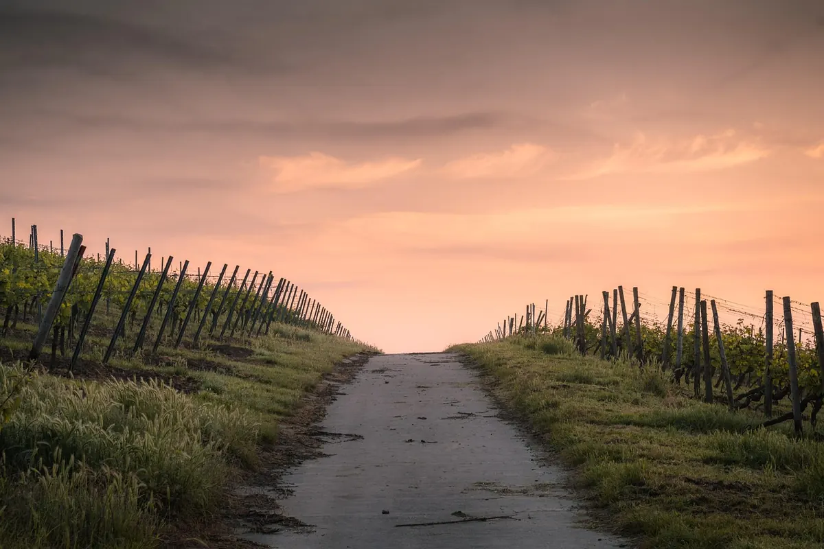 A Guide to Spanish Wine Regions for UK Drinkers