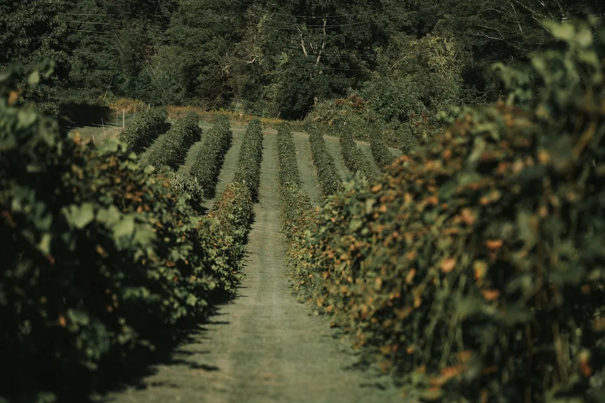 UK Vineyards to Visit in Kent and Sussex: A Seasonal Guide